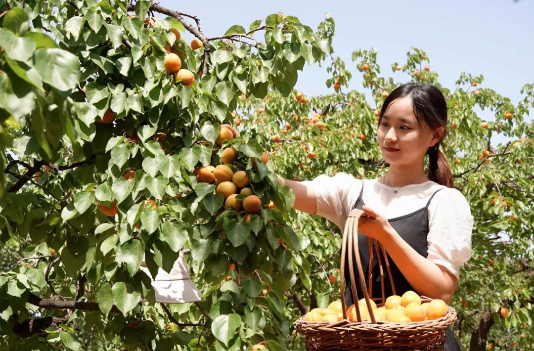 邢台巨鹿红杏迎丰收,巨鹿春意