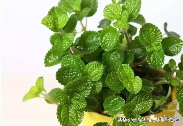 100种常见花卉植物图谱,100种花卉素描图谱