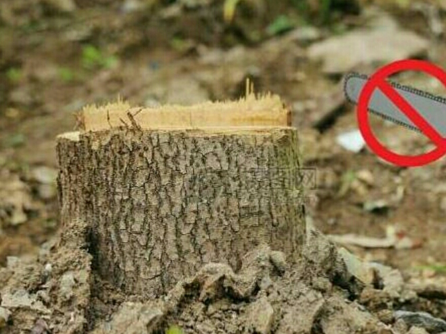 蝙蝠是不是濒临灭绝动物,蝙蝠到底是什么样的动物