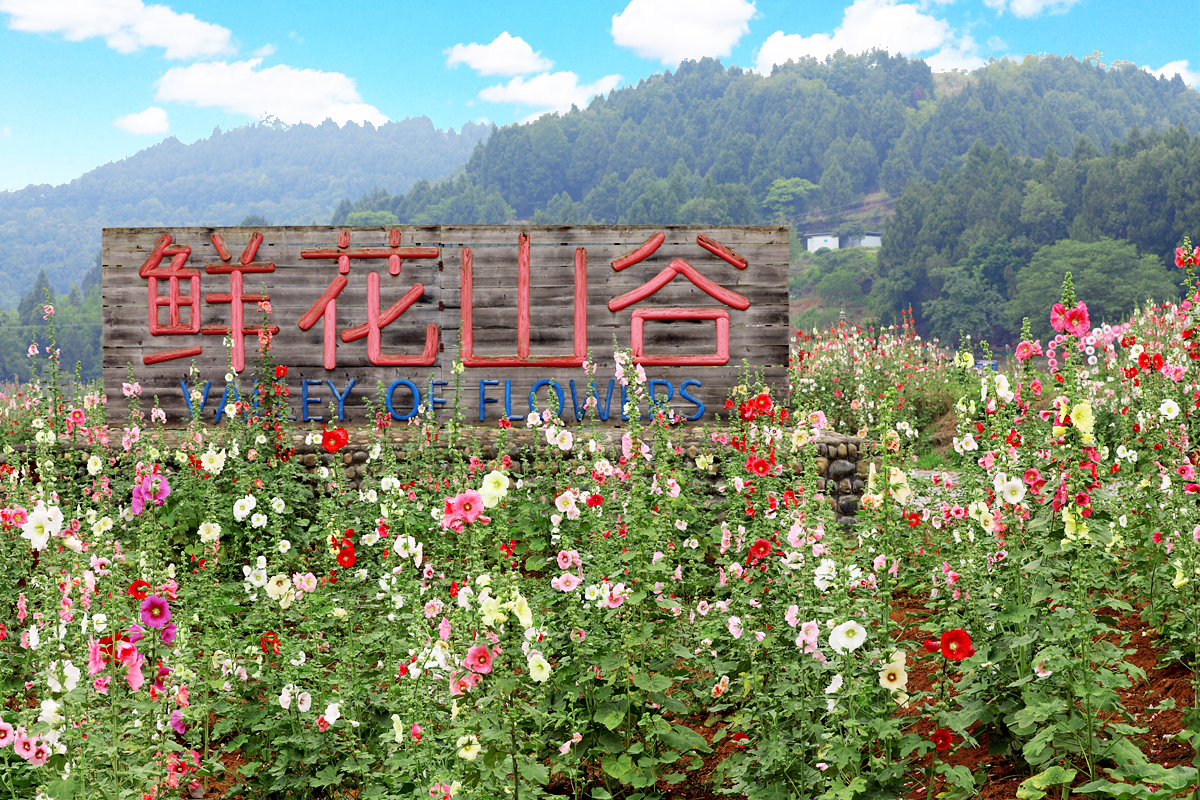 金堂鲜花山谷游记,金堂鲜花山谷蜀葵花盛放