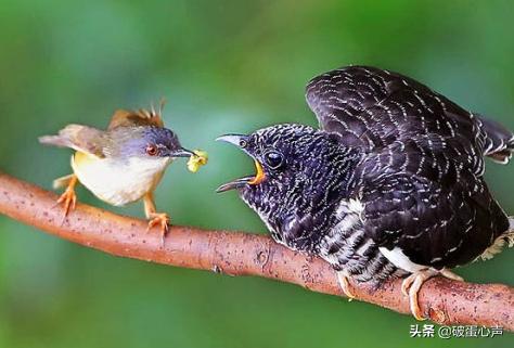 啼叫肝肠断，杜鹃是何鸟