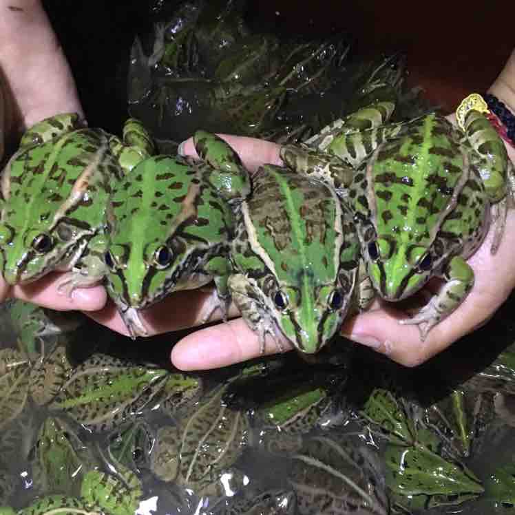 90后小伙养殖青蛙,农村创业致富养蛙