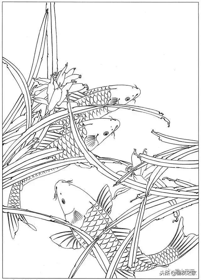 白描荷花鱼线稿图片,白描动物鱼图片大全