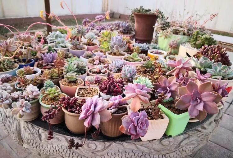 最美的20种多肉,15种最美的多肉