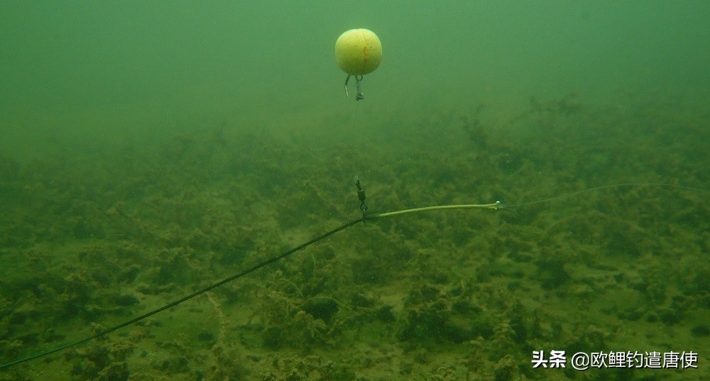 话说欧鲤钓最新消息,话说欧鲤钓鱼完整版
