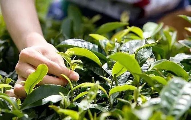 传销和P2P好躲，卖茶小妹难防！