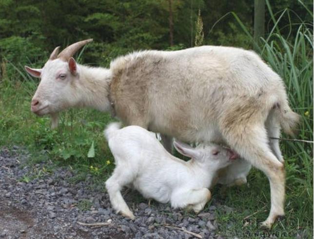 二拇脚趾长不养爹和娘是真的吗,二拇脚趾头长真的不养娘吗