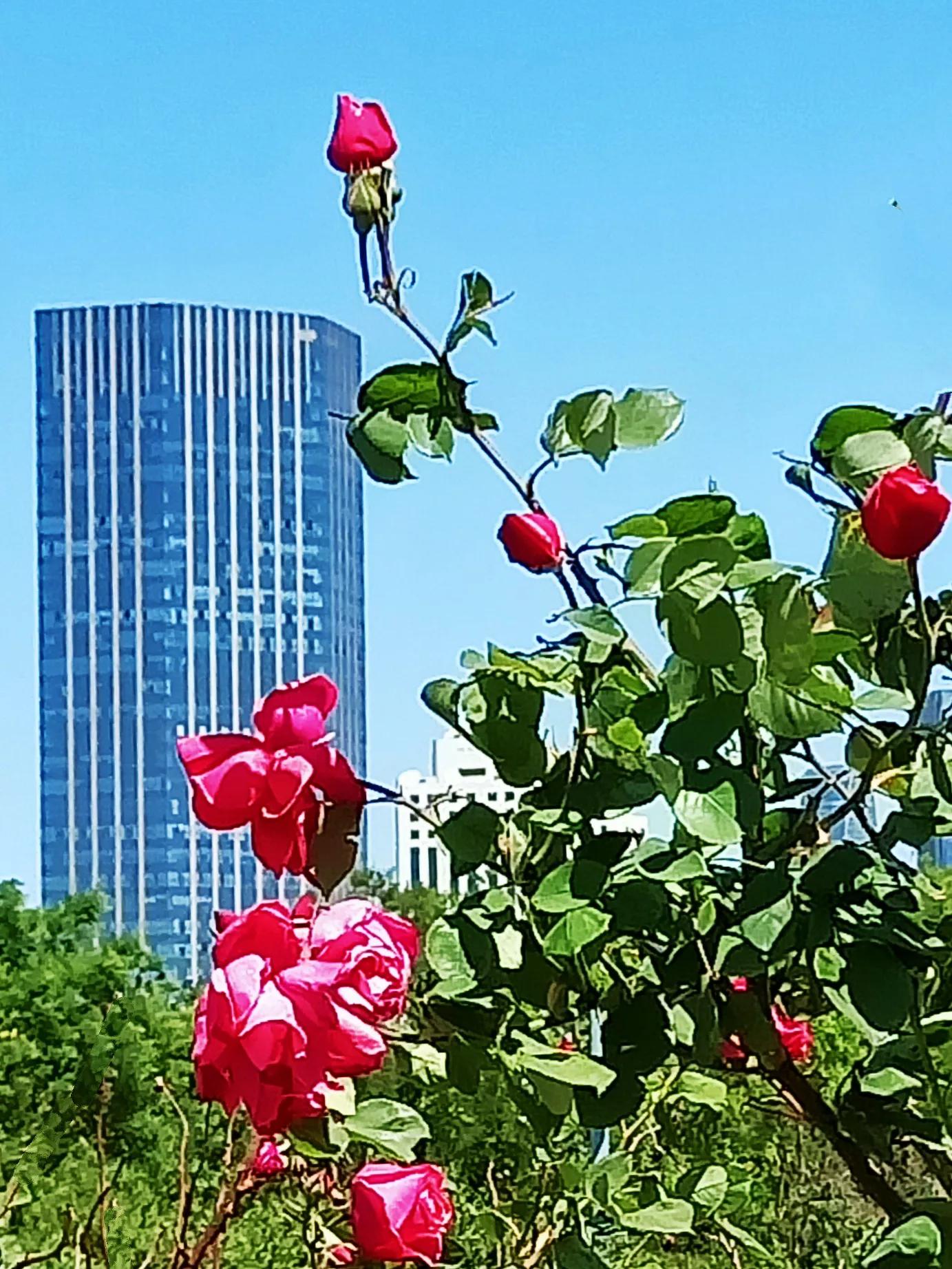 天津银河广场景观,天津银河公园攻略