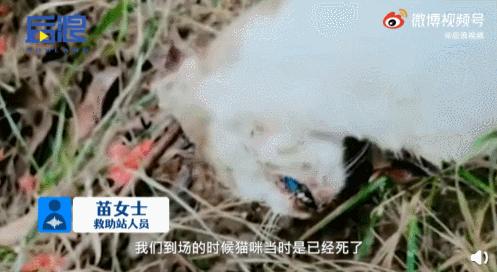 “我不过是杀了一只猫，别因为它伤了邻居的和气”