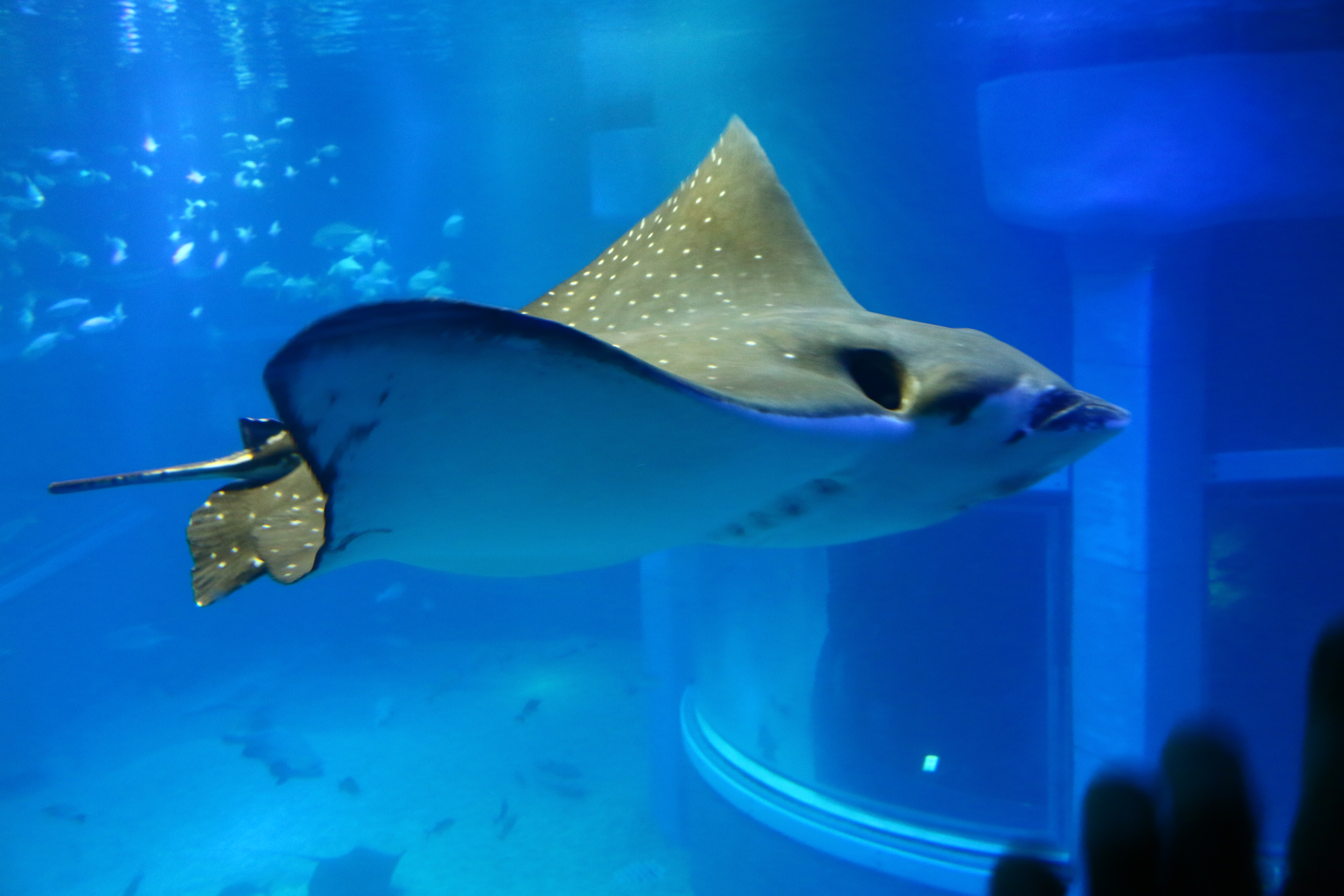 日本奈良自由行详细攻略,日本大阪京都自由行路线