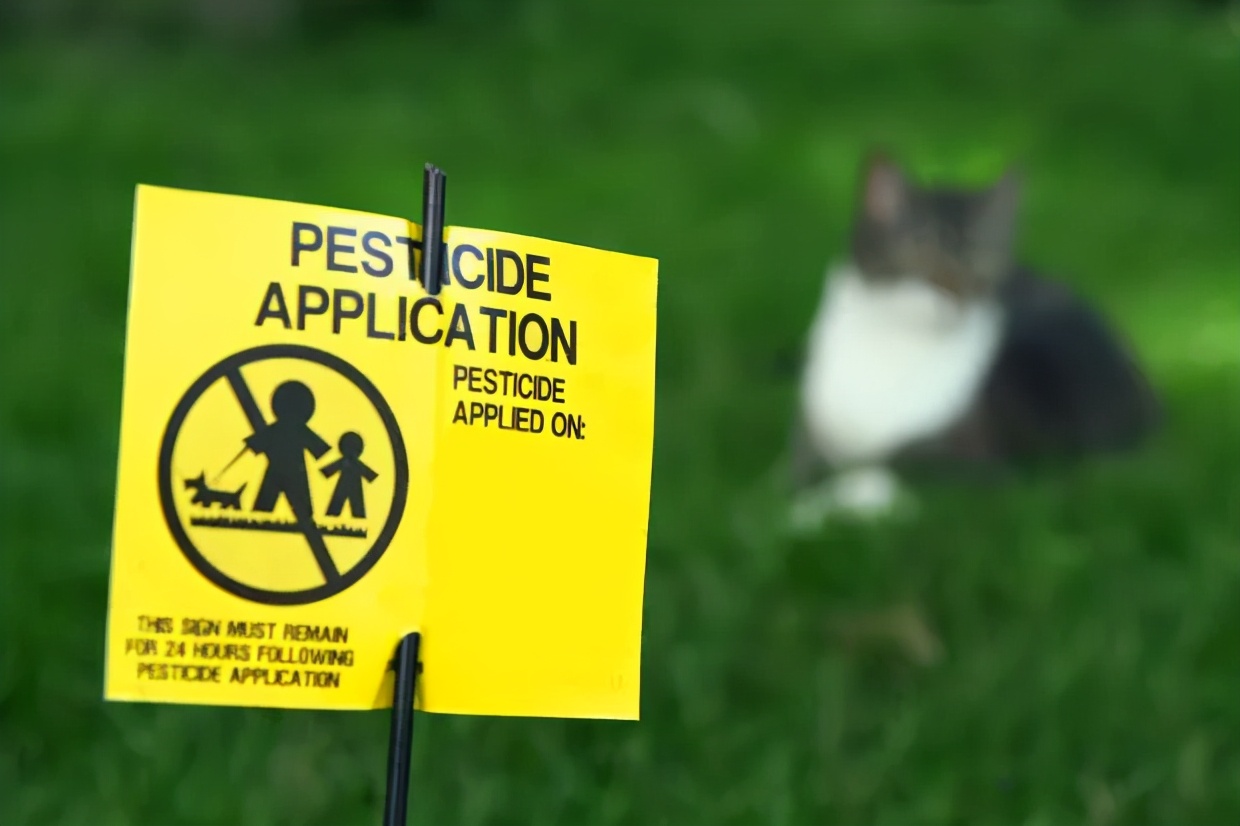 路边随便采野花,路边哪些草可以当猫草