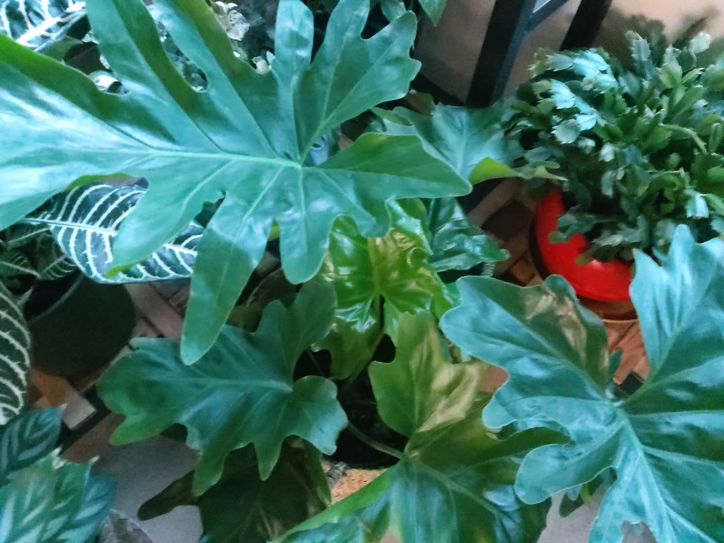 家庭”养花“，怎么选”肥？无需多用，2种“就够”