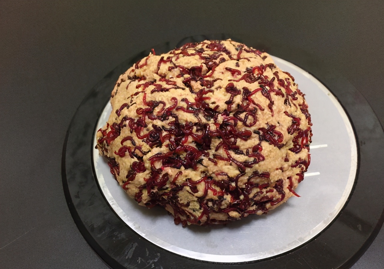 红虫饵的饲养方法,红虫最佳使用方法