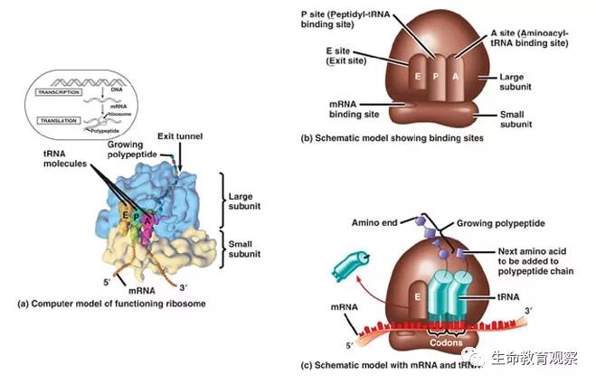 细胞的亚显微结构,细胞亚显微结构模型