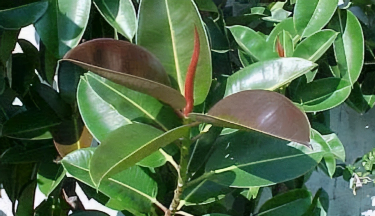 自制水肥需要注意什么,自制水肥氮肥过多怎么调节