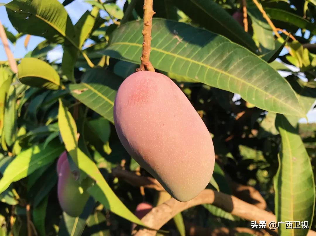 鍖洪暱涓哄啘浜у搧鐩存挱甯﹁揣,棰嗗骞查儴涓哄啘浜у搧鐩存挱甯﹁揣