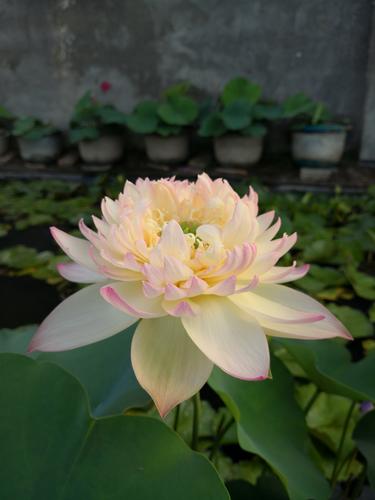 今天分享几十种荷花品种图鉴,荷花品种大全及名称图片