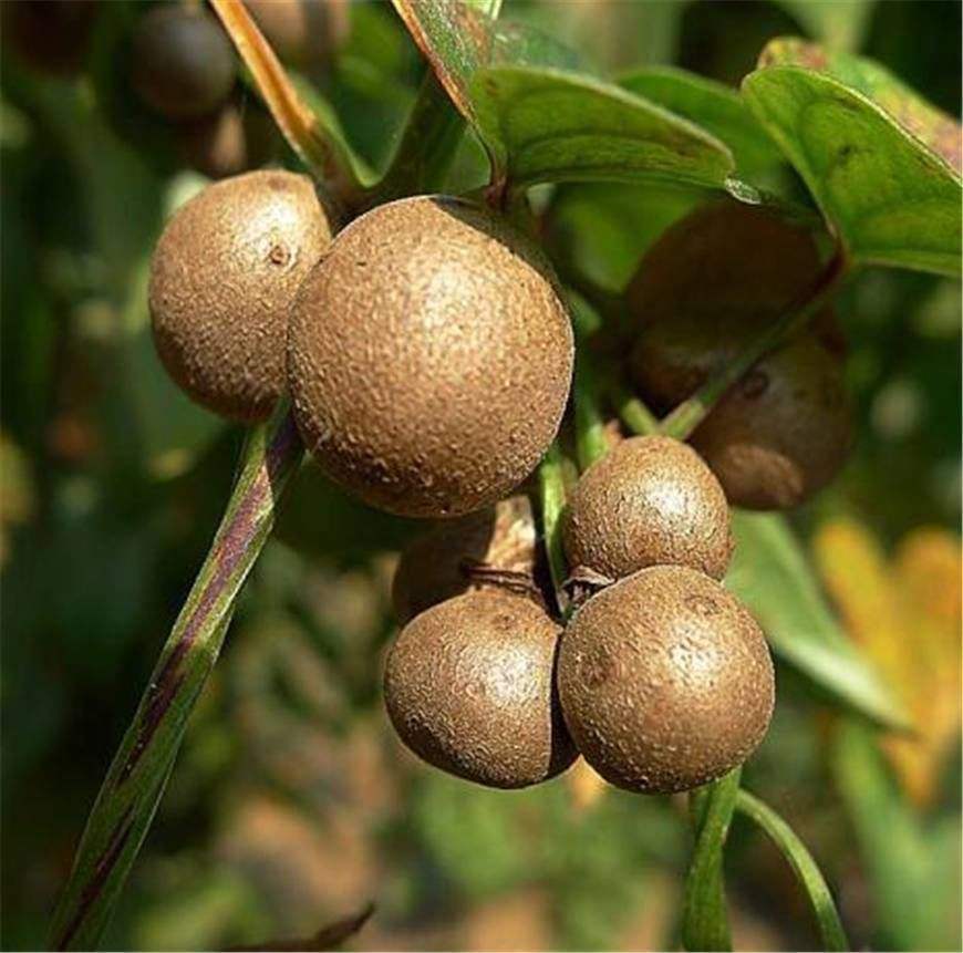 山药发芽出山药豆,山药豆出芽的条件