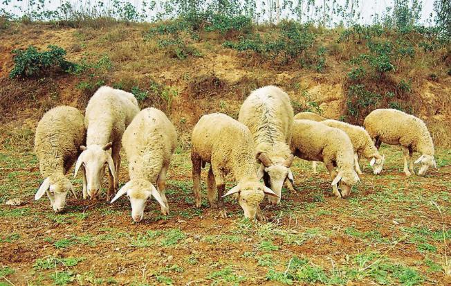 羊不吃草没精神总趴着怎么解决,羊呆立不动不吃草怎么回事