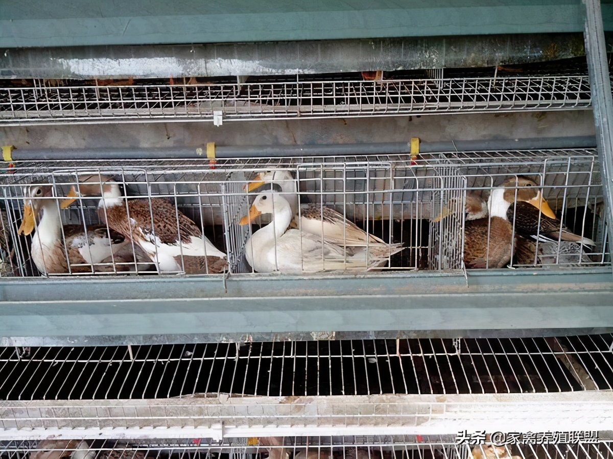 水养鸭和旱养鸭的区别,水养鸭和旱养鸭哪种好吃