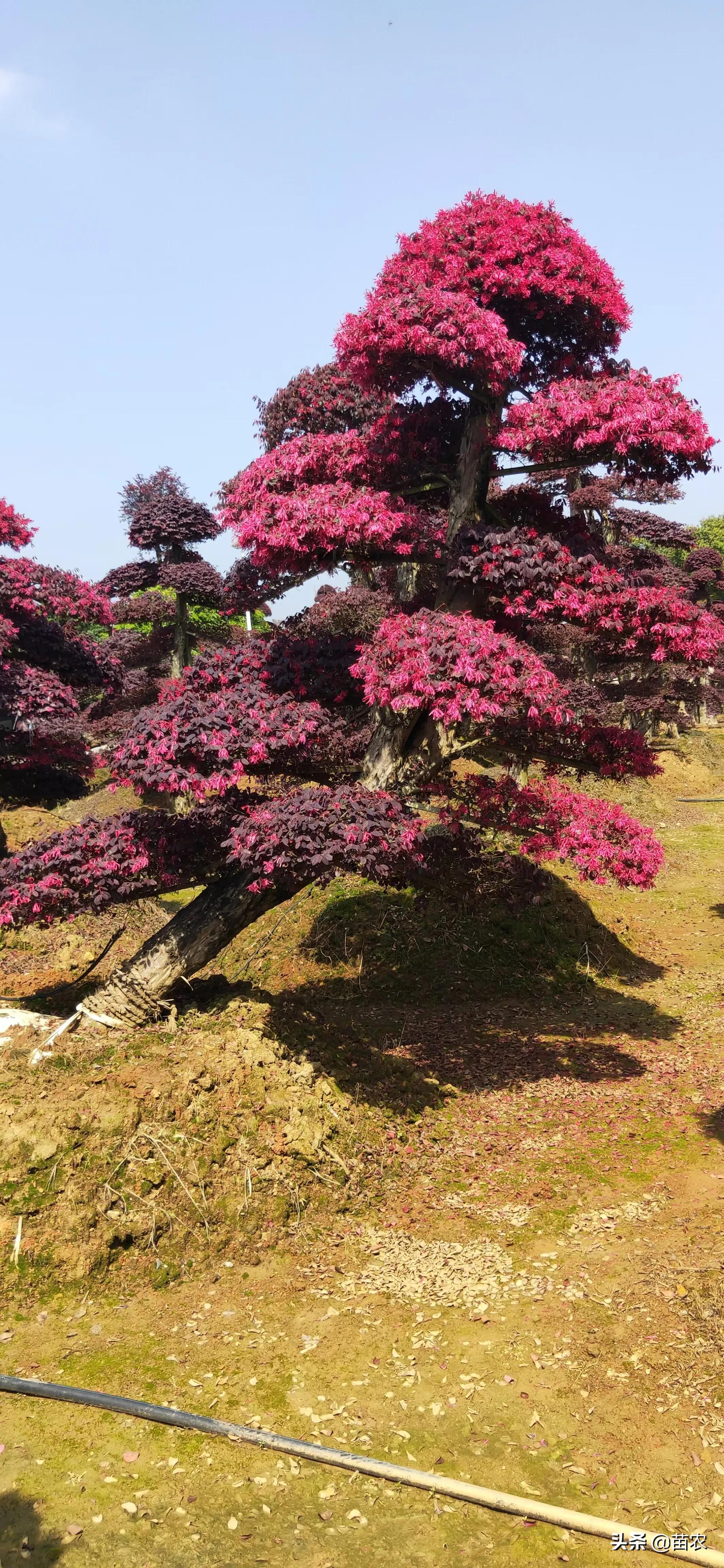 精品红花檵木老桩盆景,红花檵木球形老桩
