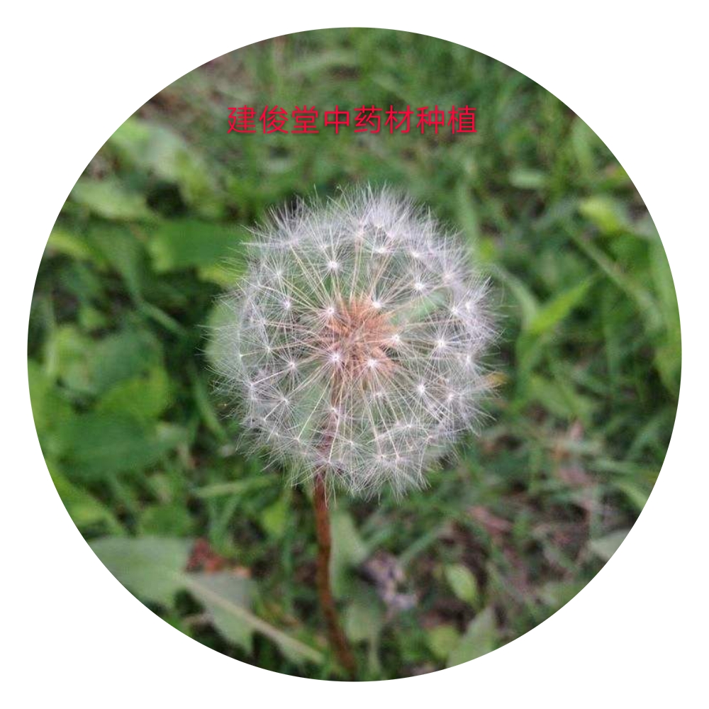 大叶蒲公英种植技术及亩收益,秋季蒲公英最新种植方法视频