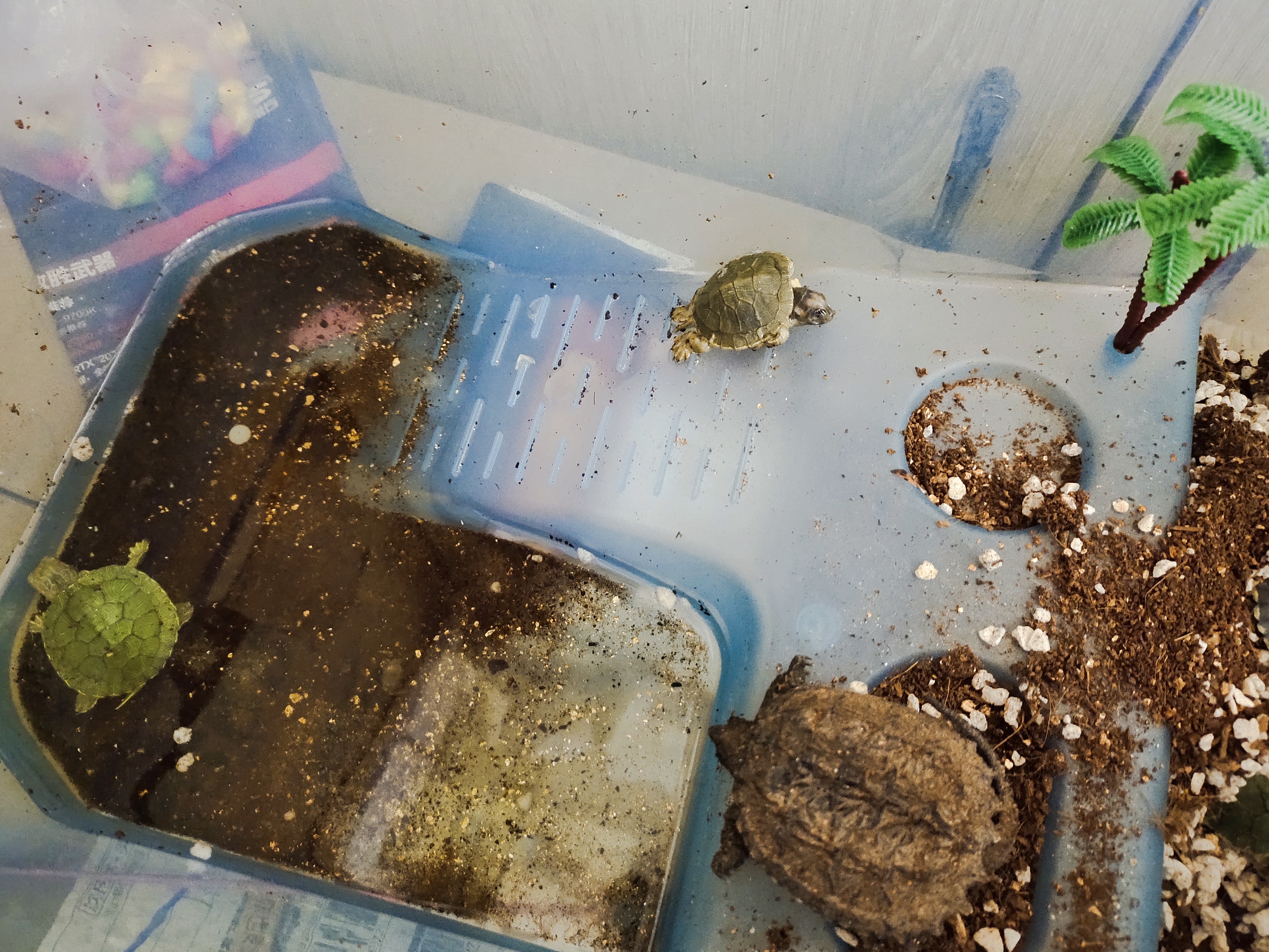 乌龟冬眠用苔藓和椰土苔藓哪个好,乌龟怎么冬眠比较好草龟