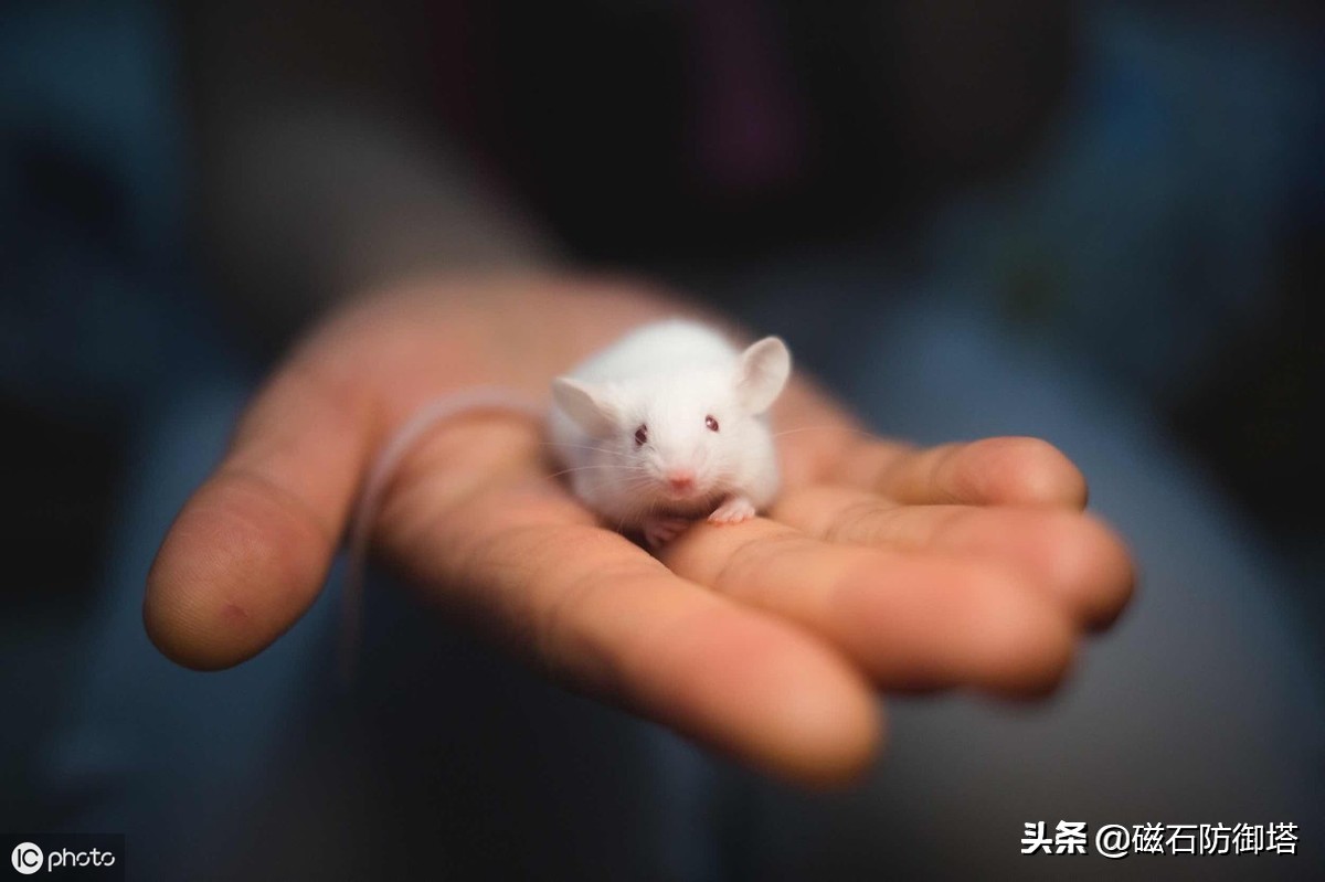 老鼠怎么那么可恶,大家说老鼠可怜吗