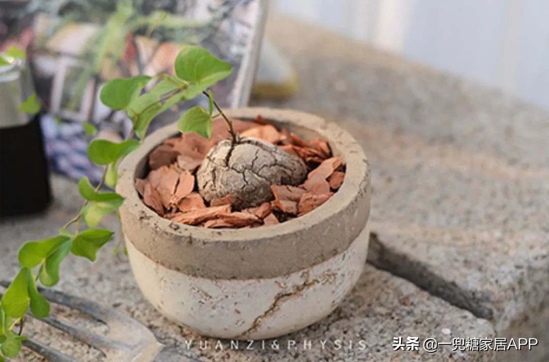 春天花会开|这20家植物淘宝店，植物杀手看了也想买！