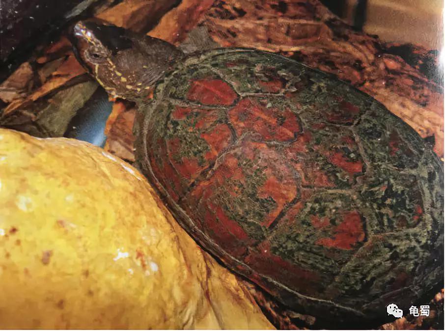 新蛋龟,蛋龟之王蛋龟