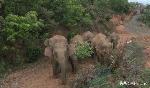 大象迁徙有目的地吗,2020云南大象为什么往北迁徙