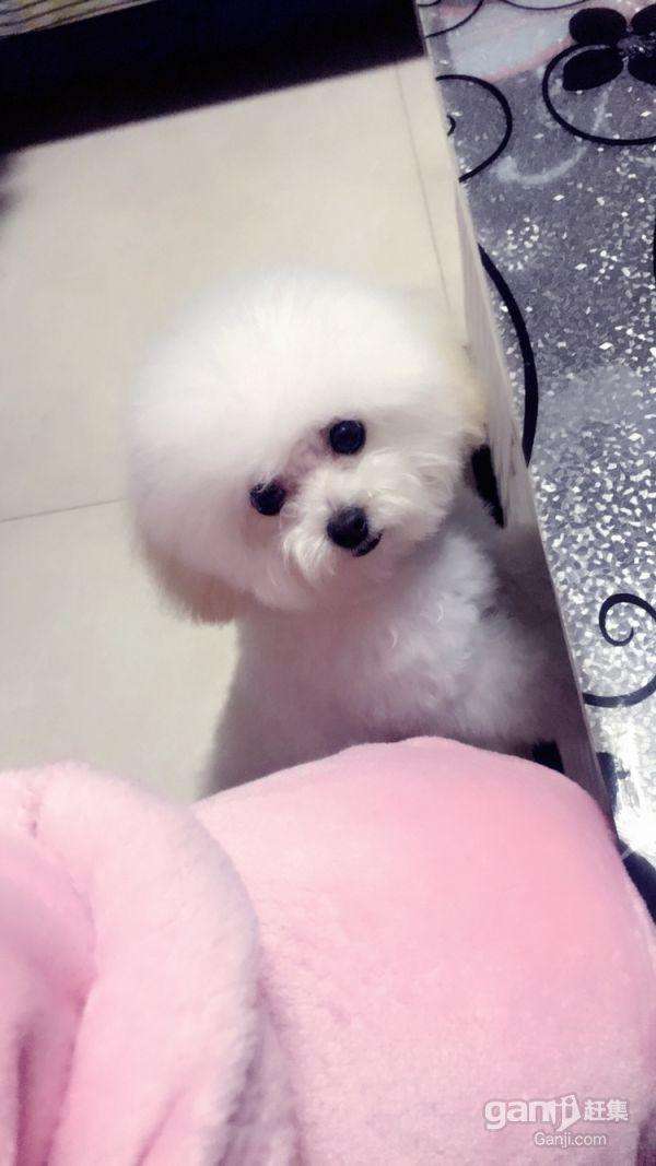 泰迪可以修成比熊造型吗,泰迪能剪比熊造型吗