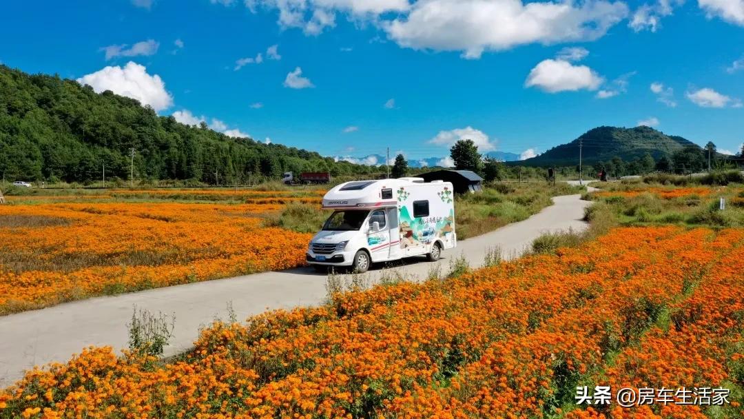 金黄的油菜花让你留连忘返,春季打卡好地方油菜花开醉游人