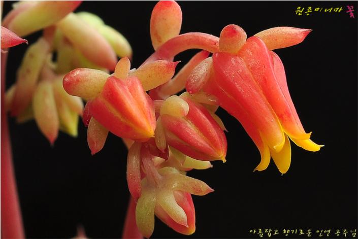 韩国多肉大全图片,多肉公主的图片