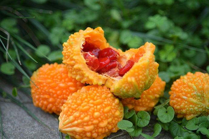 葫芦科蔬菜特点图,葫芦类蔬菜有哪些