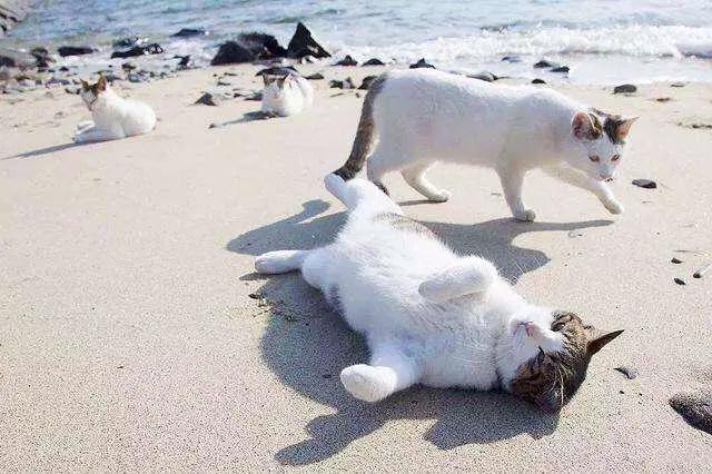 猫咪胡子从根部脱落什么原因,猫咪胡子弄掉了怎么办