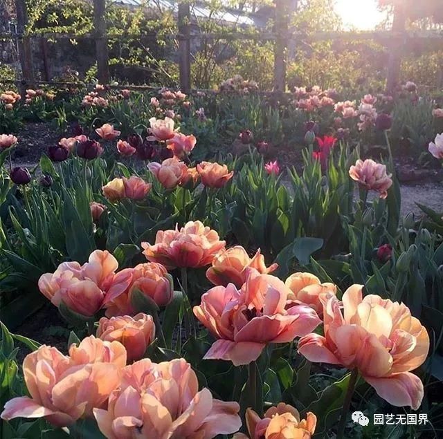 园子里的昆虫有多少,花园里的小动物哪些是昆虫