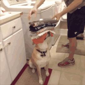 松狮犬染熊猫色宠物店,松狮犬变成熊猫