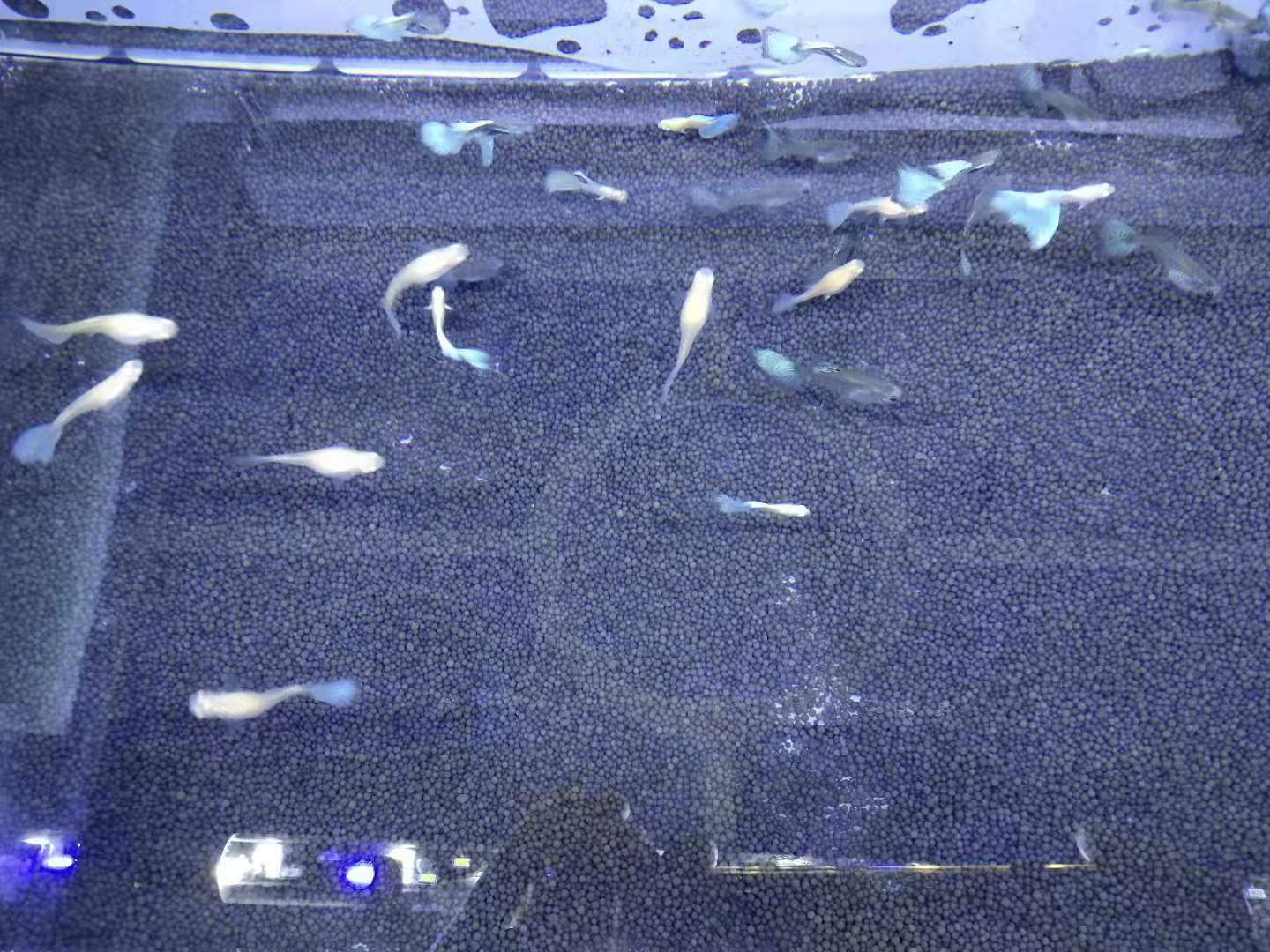 一口气买了3000条孔雀鱼,买了7条孔雀鱼第一天就死一条