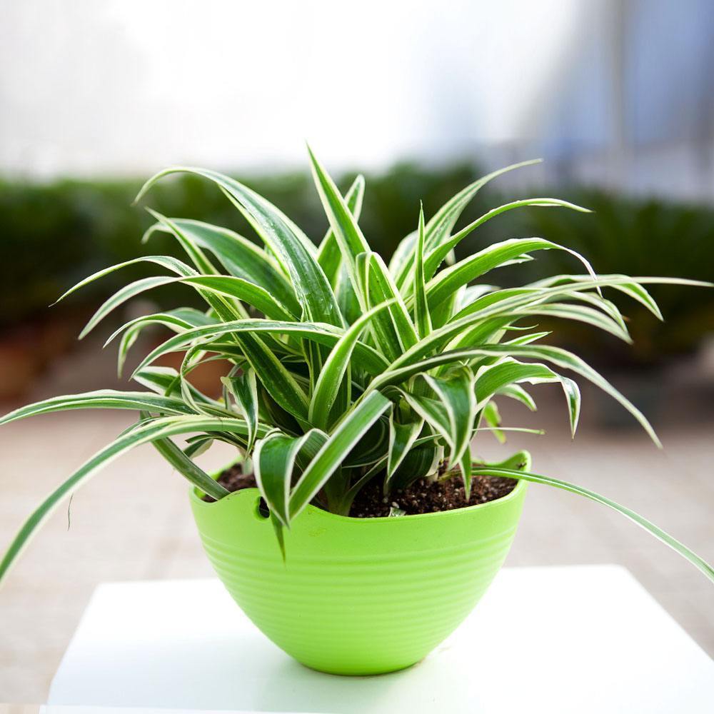 夏天吊兰叶尖焦枯如何处理,夏天吊兰怎么养护才不会腐烂