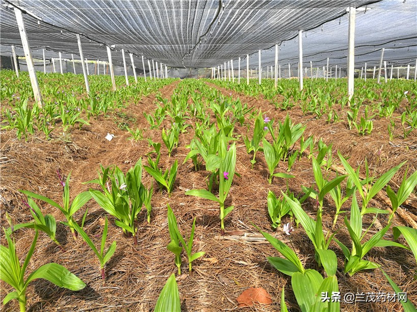 未来十年十大最佳种植前景中药材,中药材种植什么品种前景好易管理