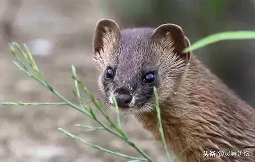 民间故事黄皮子害人事件,民间故事黄皮子偷吃