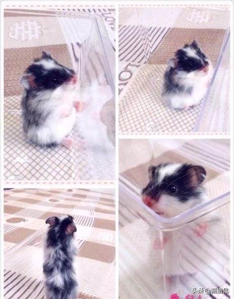 仓鼠怀孕后的注意事项,仓鼠生育注意什么事项图片