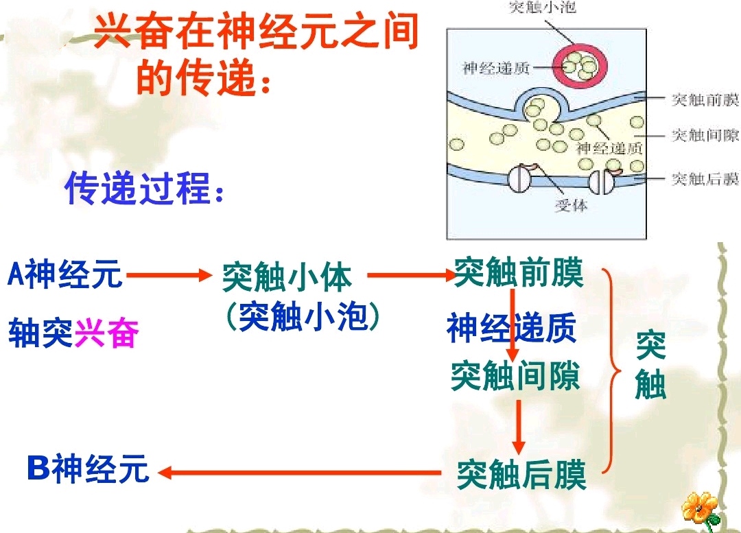 高中生物神经调节与体液调节关系,高中生物兴奋的传导与传递