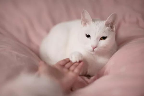 铲屎的时候怎么看猫咪是否软便,铲屎官必看完整视频