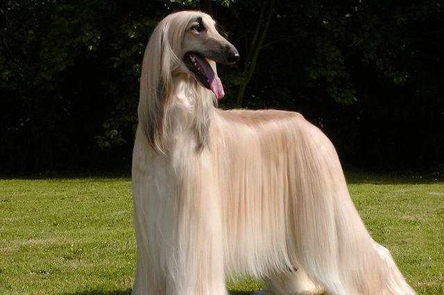 哪6种狗狗没有攻击性和不咬人,不爱狂吠的狗狗有哪些