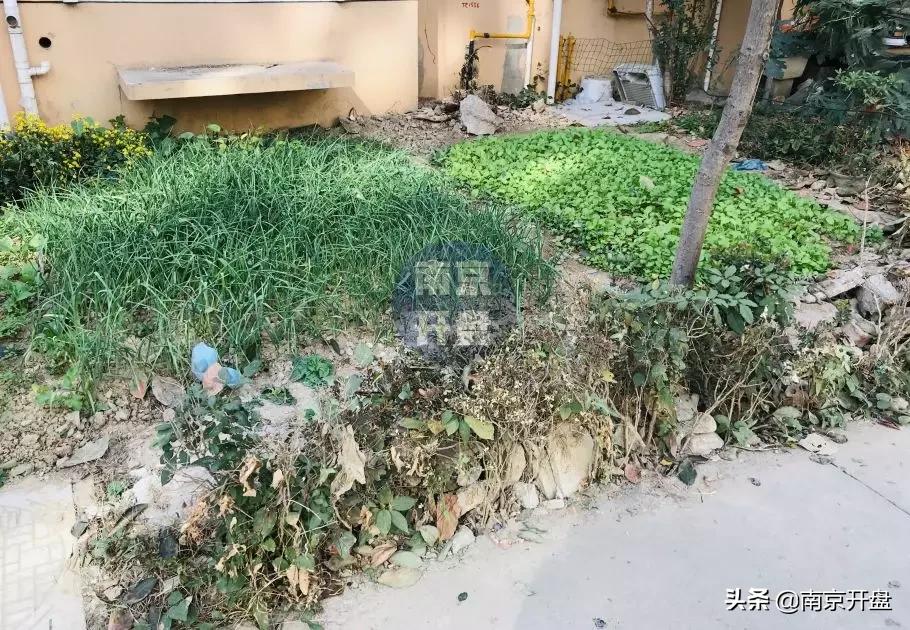 假山里住人！物业不作为，南京超级大盘终于要换物业了