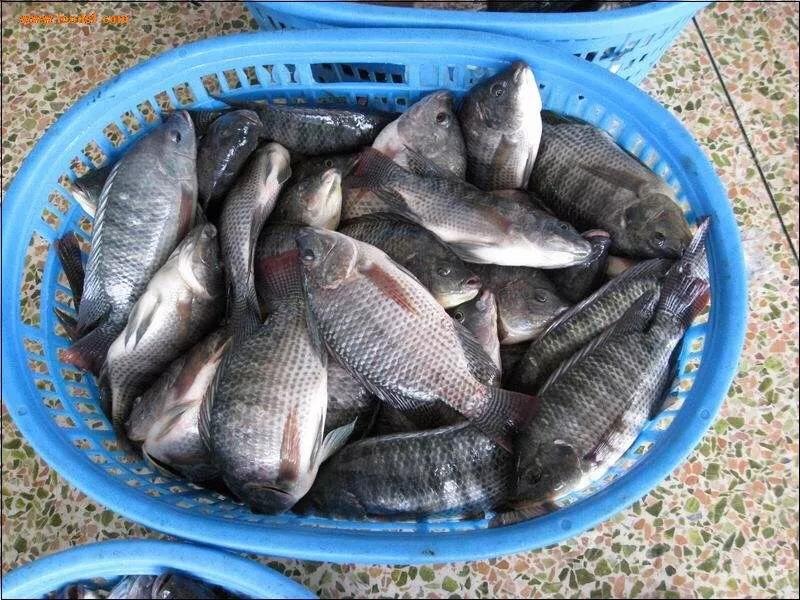 淡水鱼和罗非鱼有什么区别,罗非鱼是海里鱼还是淡水鱼