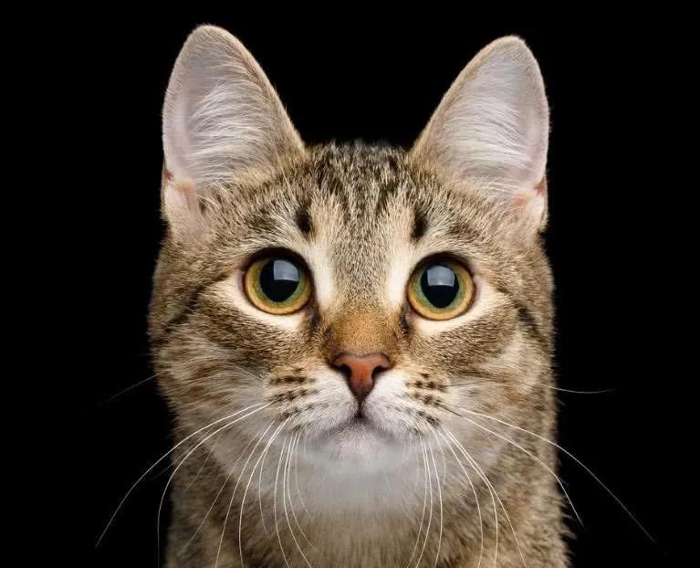 中华田园猫有哪些品种,中华田园猫白色异色瞳