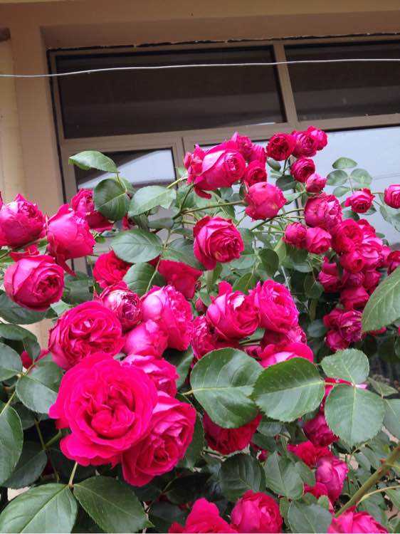 藤本月季粉龙优缺点,藤本月季红龙